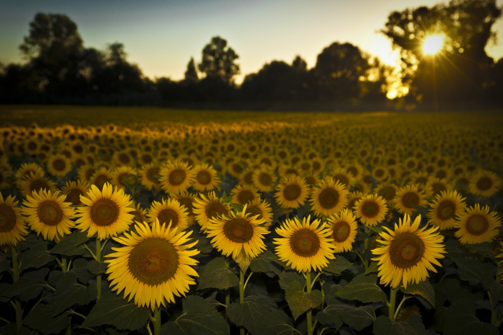 Girasoli al tramonto