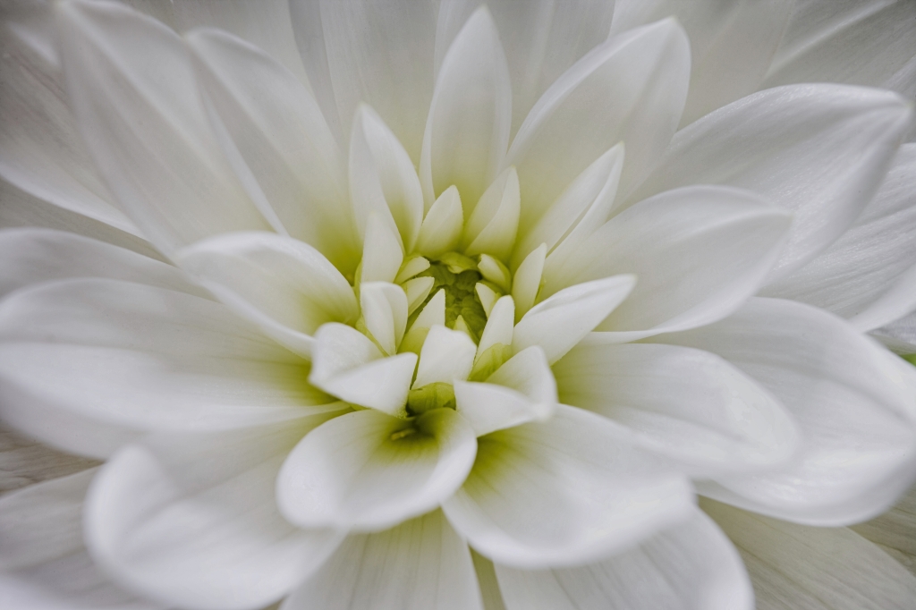 White Dahlia