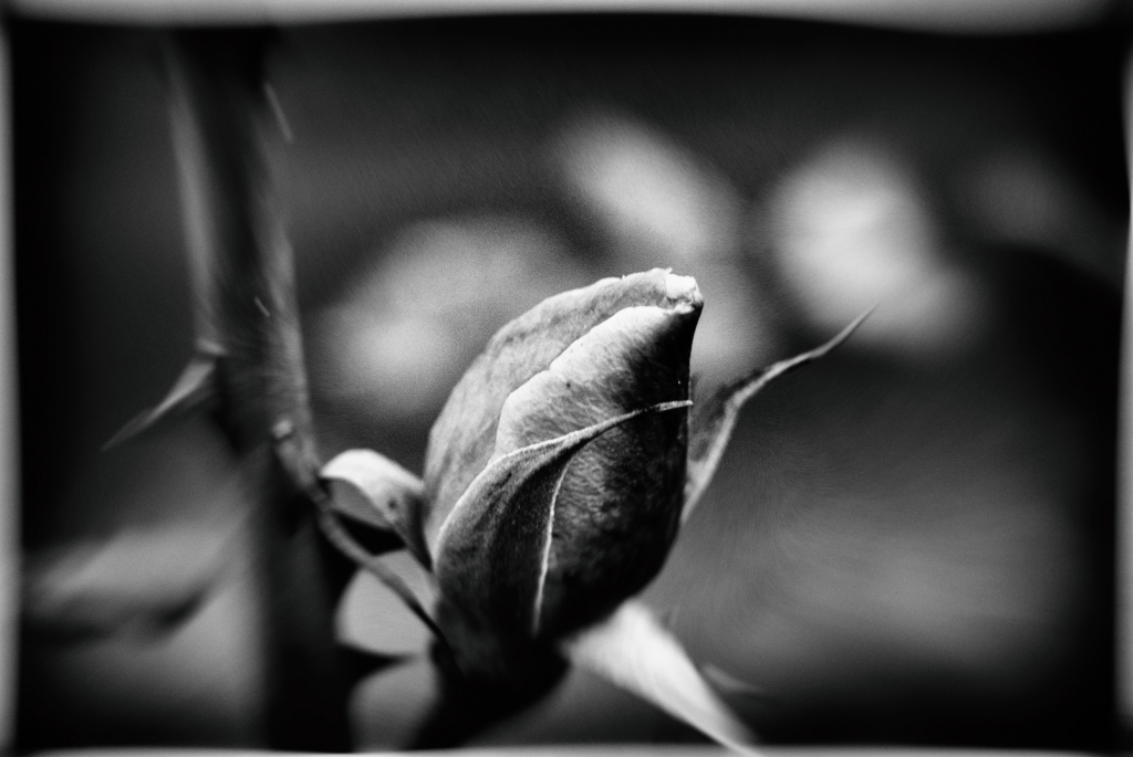 la rosa