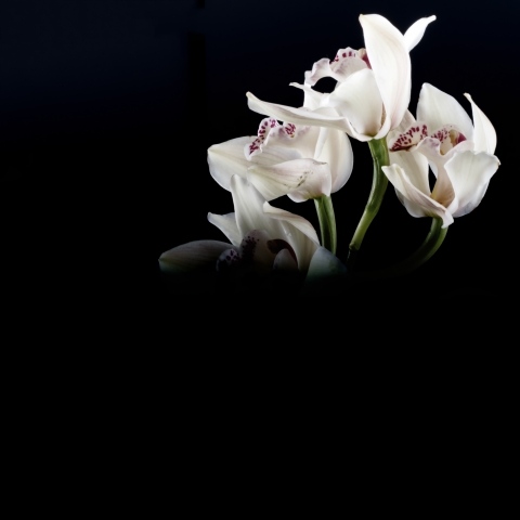 flowers indoor 2