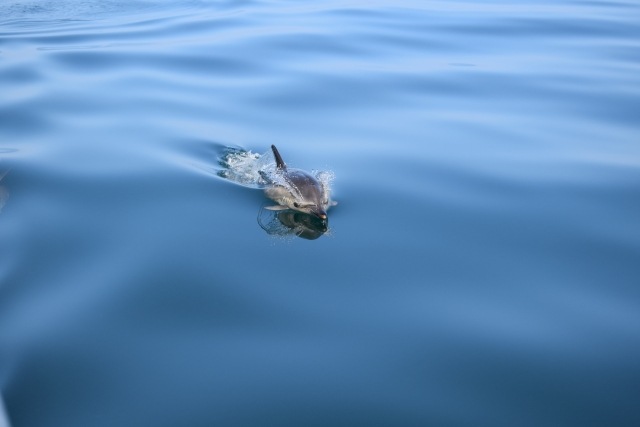 Delfino che emerge dalle calme acque dell'oceano