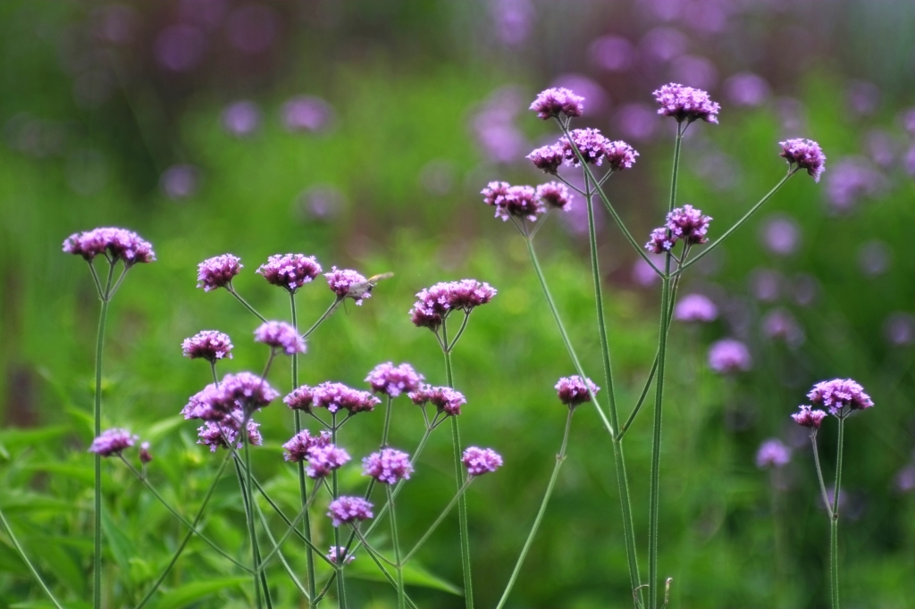fiori