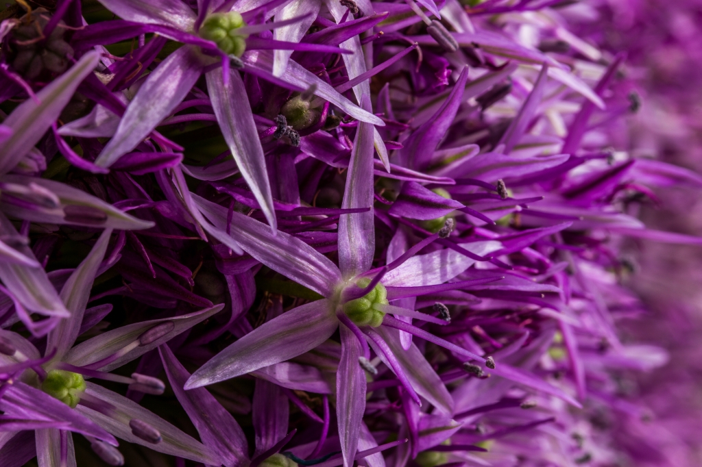 Fiore dell'aglio in Macro