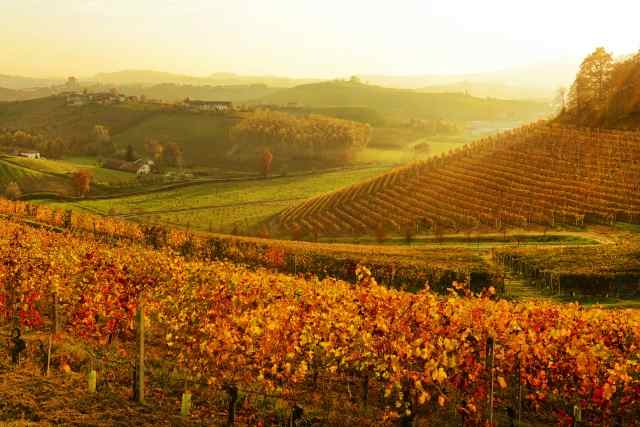 Paesaggio delle Langhe all'alba.