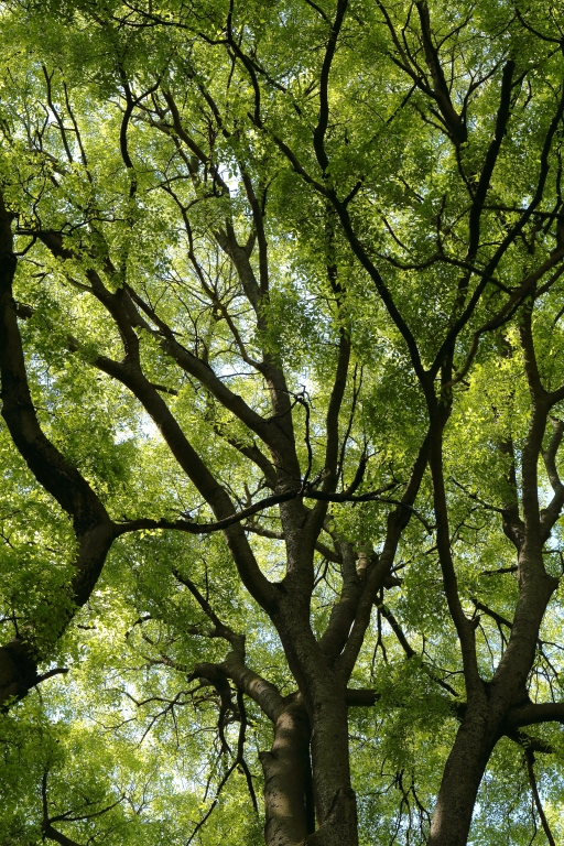 Sfondo di rami verdi di alberi