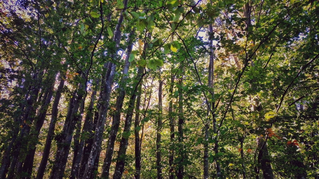 Bosco in autunno