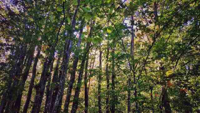 Bosco in autunno