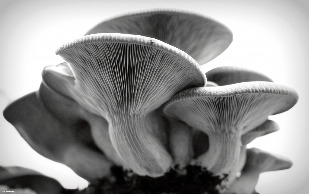 Funghi in Black&White