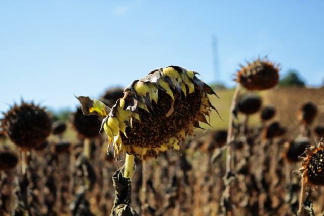 Girasole
