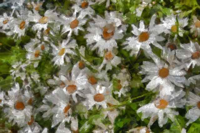 DAISIES