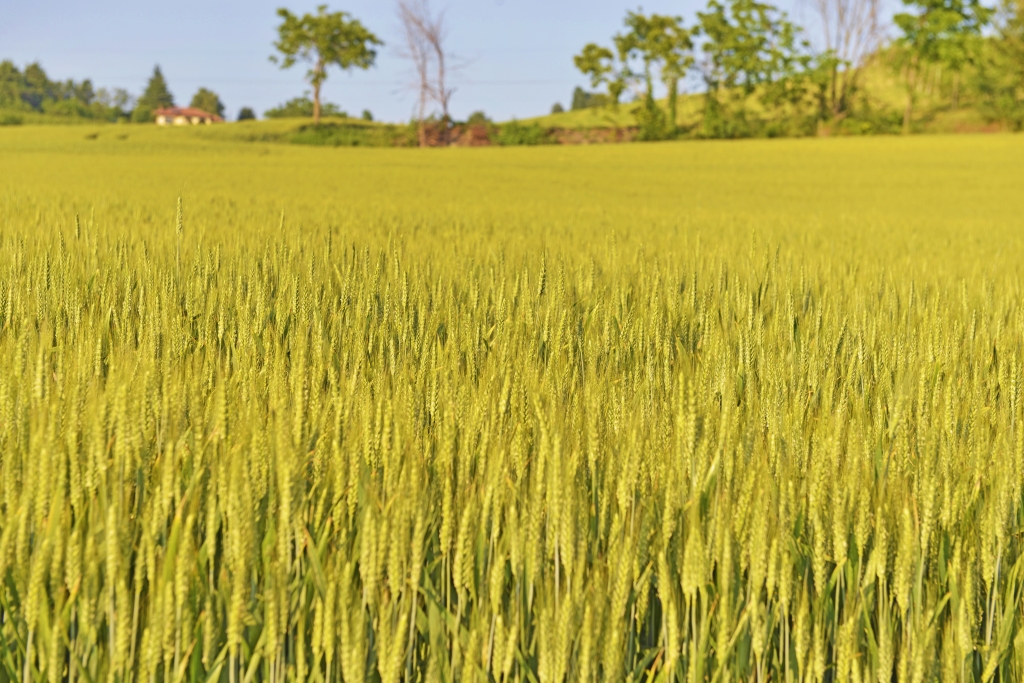 Campo di grano.