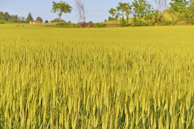 Campo di grano.