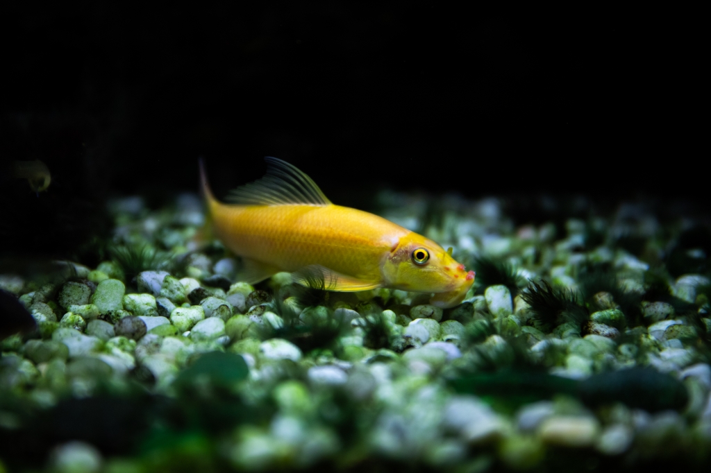 Pesce giallo