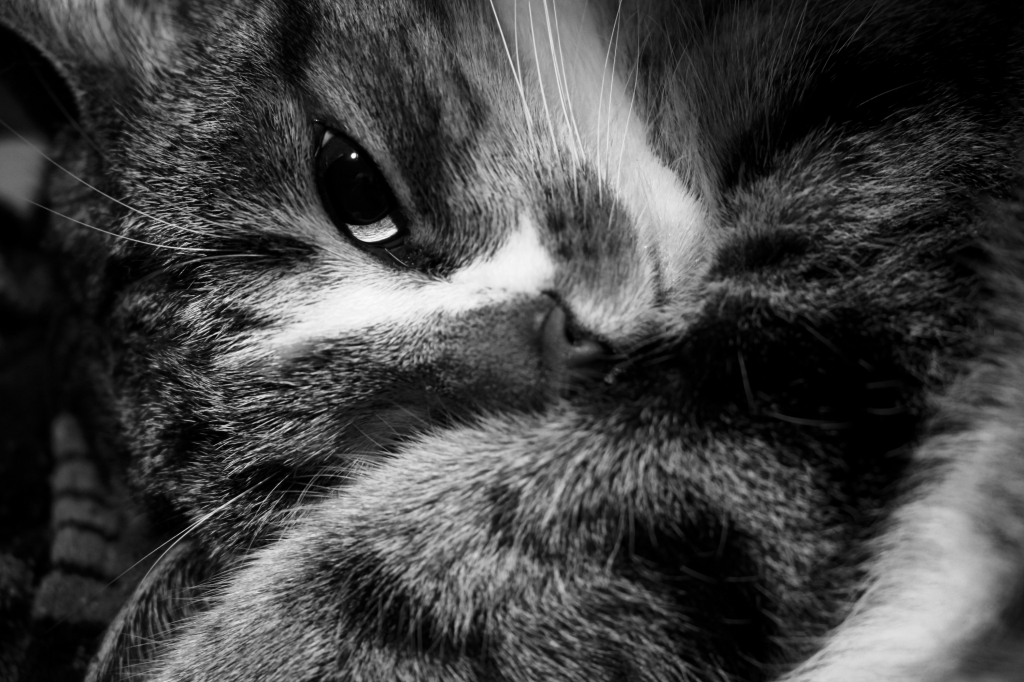 Gatto furbo