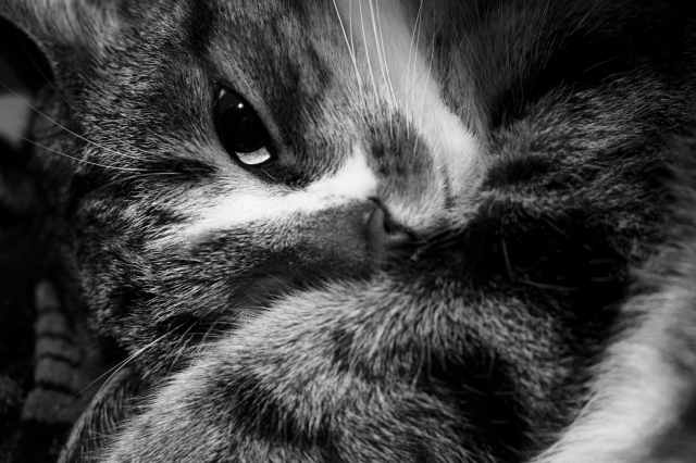 Gatto furbo