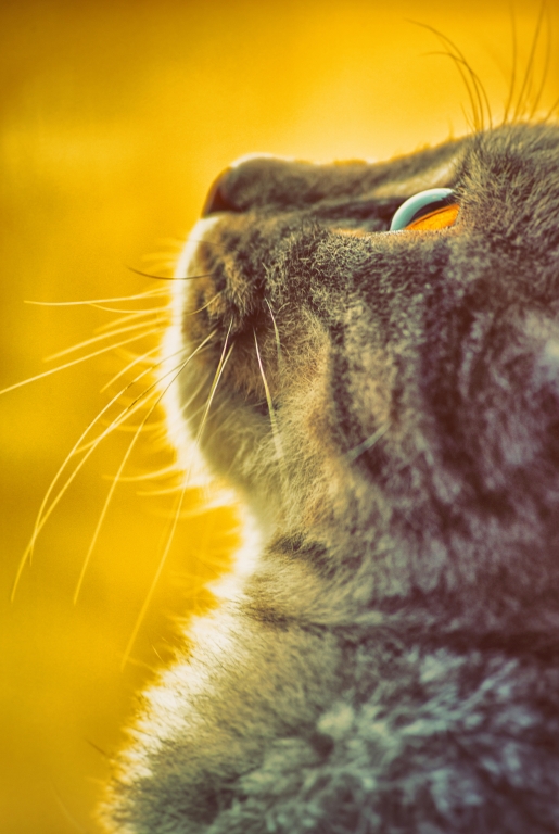 Pensieri di gatto