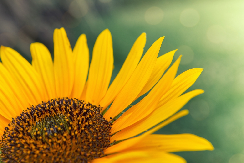 Girasole
