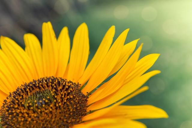 Girasole