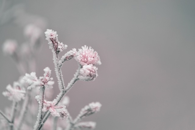Pink frozen flowers