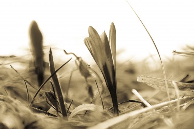 Crocus, in bianco e nero