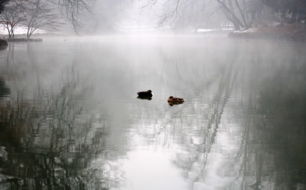 Coppia di anatre sul fiume