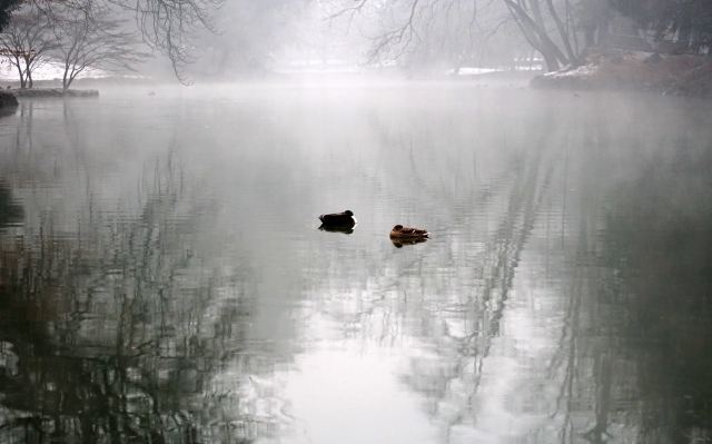 Coppia di anatre sul fiume