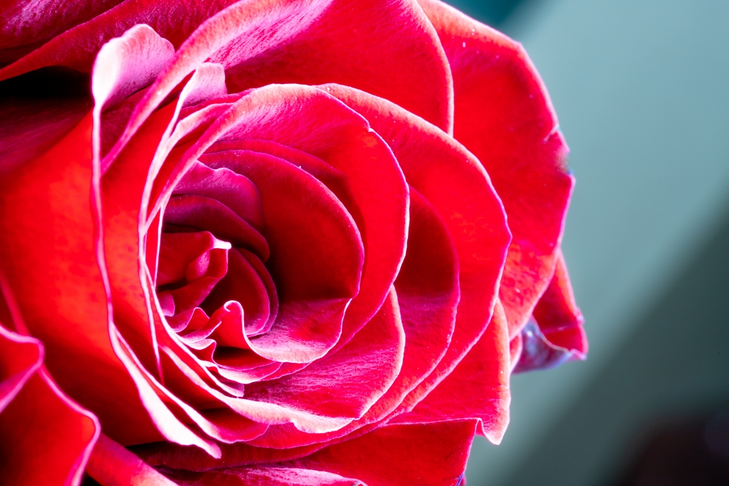 rosa rossa, simbolo dell'amore