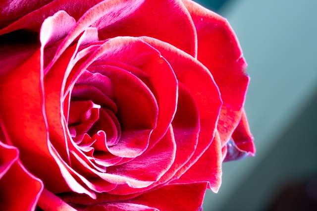 rosa rossa, simbolo dell'amore