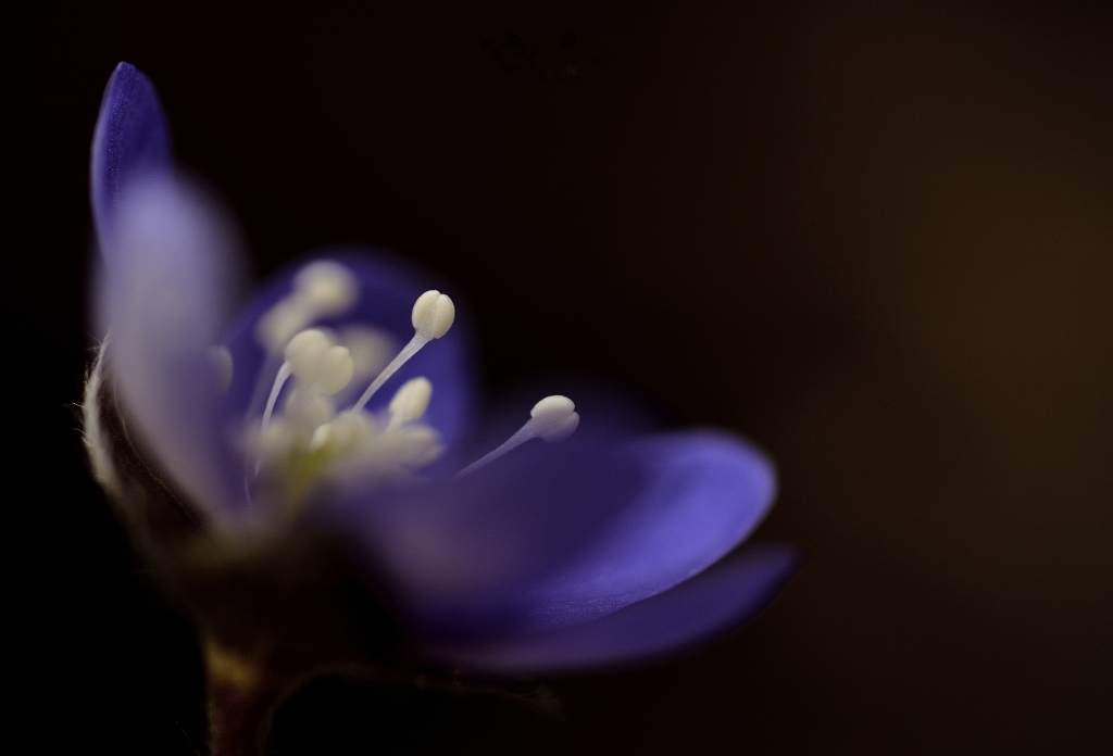 Fiori art