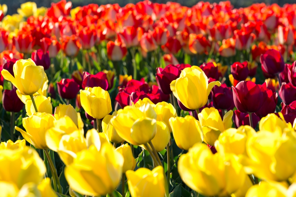 Tulipani