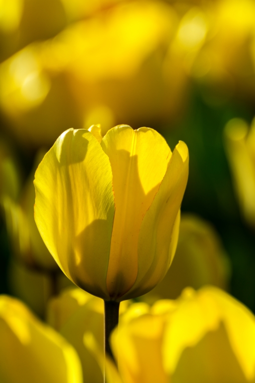Il tulipano