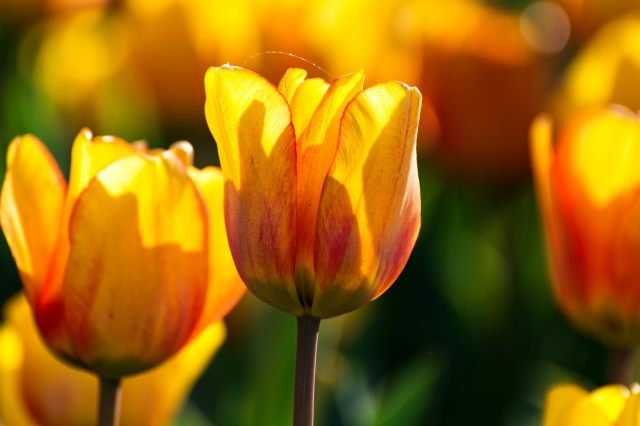 I tulipani