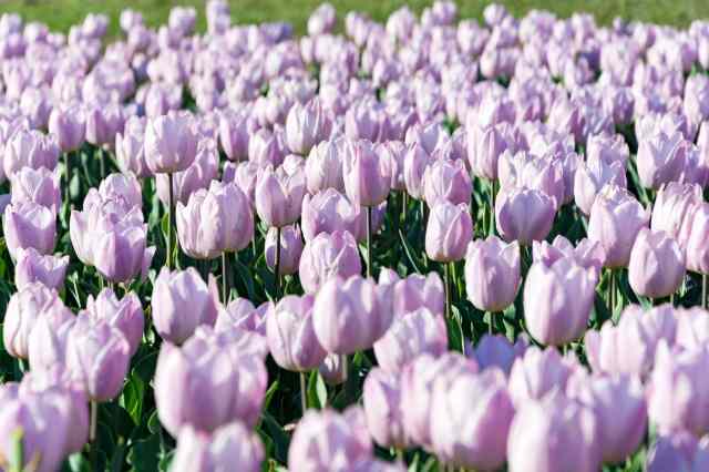 Tulipani