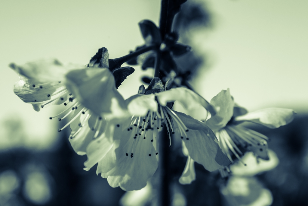Il ciliegio in fiore