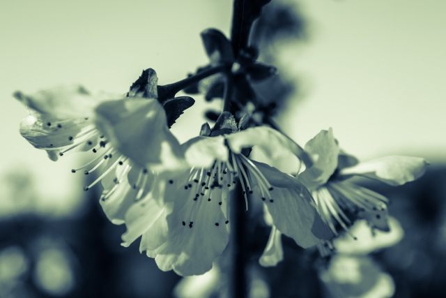Il ciliegio in fiore