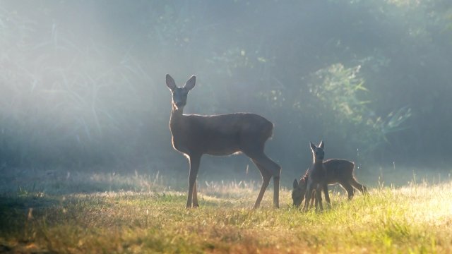 la mamma