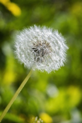macro di fiore soffione
