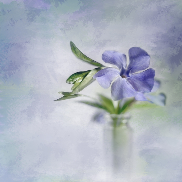 Periwinkle in vial
