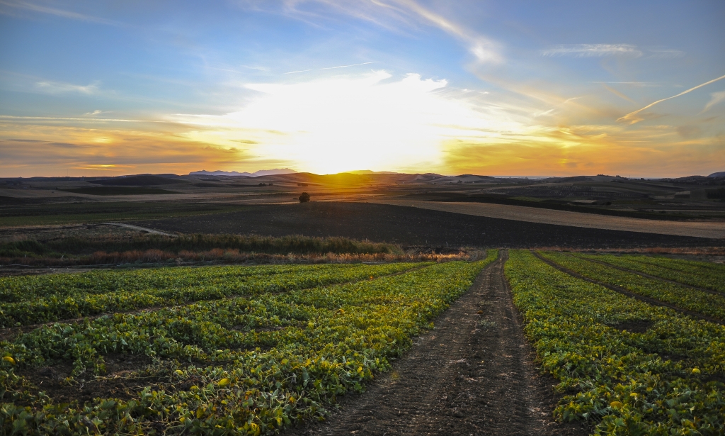 Tramonto tra i campi
