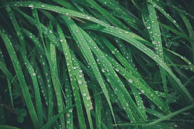 Verde rugiada