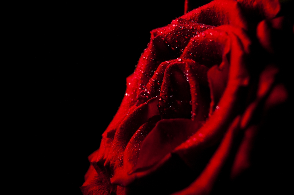 rose 2