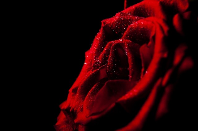 rose 2