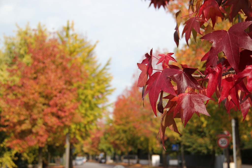 autunno in città