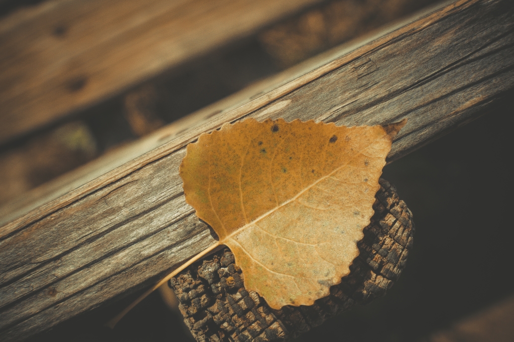 Leaf