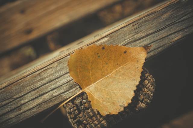 Leaf · info5h
