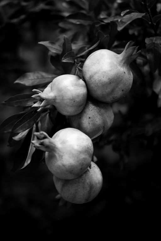 Grappolo di Melagrana in bianco e nero