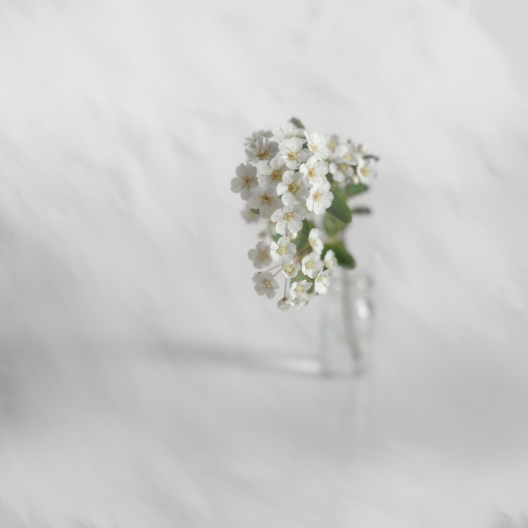 Spirea in a vial