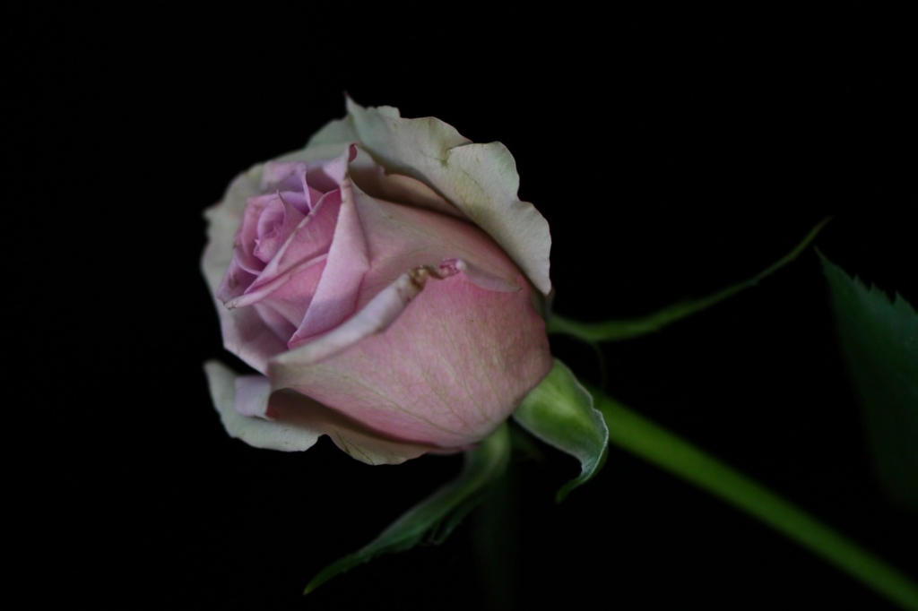 Rose is a rose