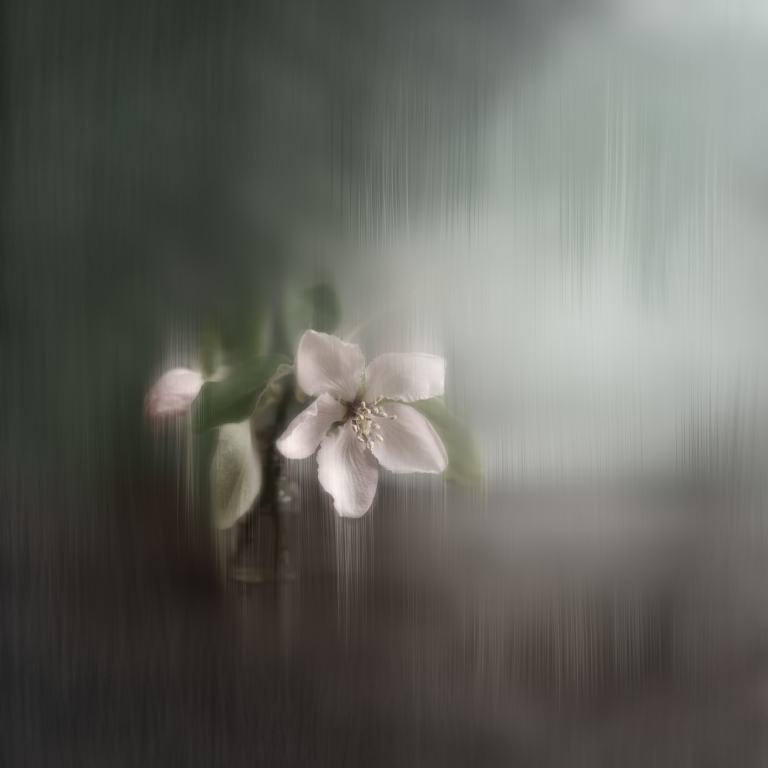 Fantasy with Quince Flower