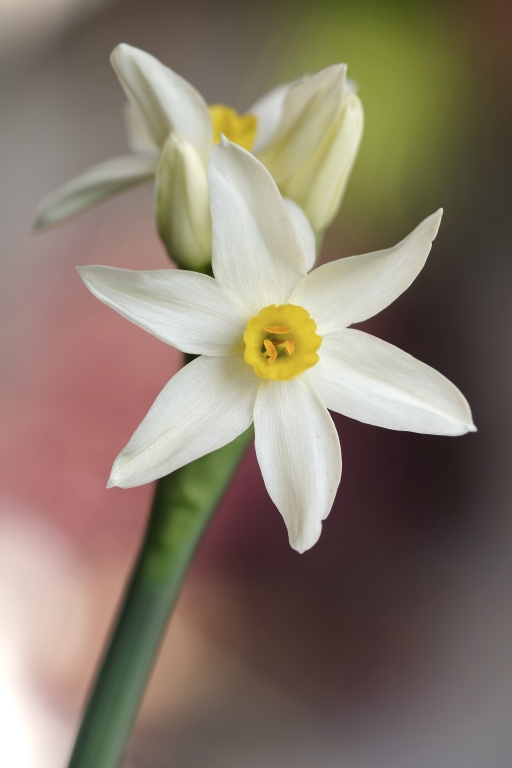narciso_1